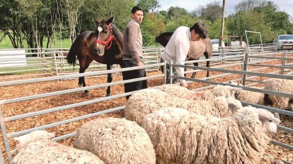 Gran expectativa por el remate rural en Dos de Mayo
