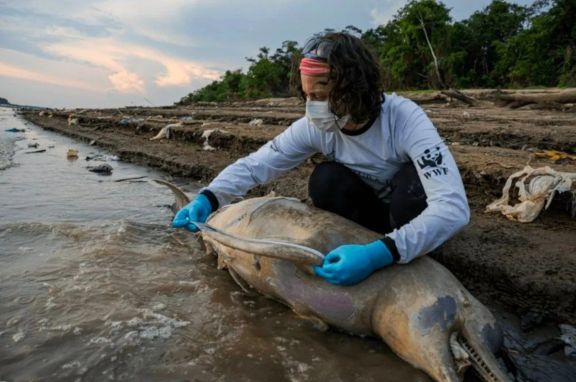 Cientos de delfines aparecen muertos por ola de calor en el Amazonas