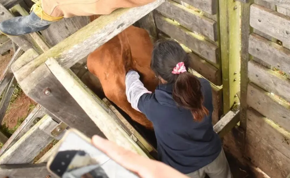 Ituzaingó: curso de inseminación artificial en bovinos