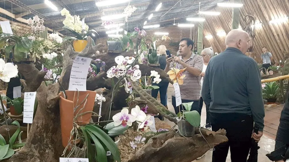 Las orquídeas reinan en Montecarlo 