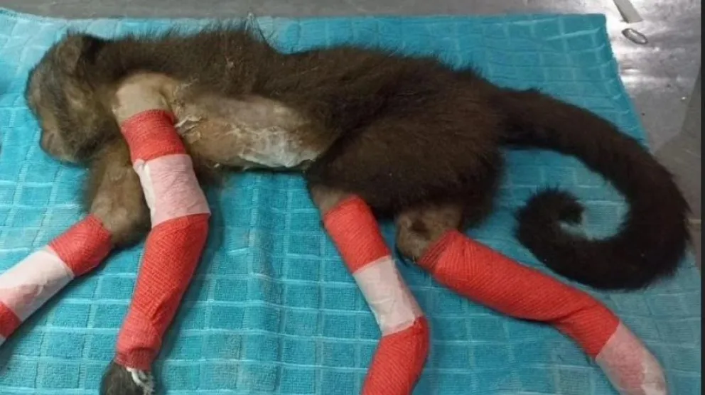 Ingresó a Güirá Oga un mono con múltiples quemaduras