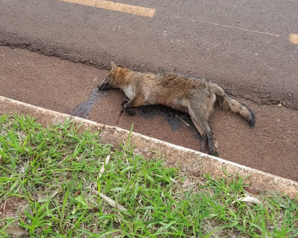 Atropellaron y mataron a un ejemplar de zorro en Capioví  