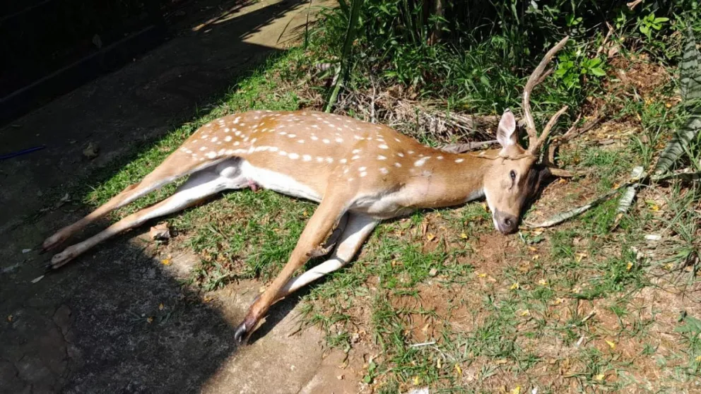 Dos ciervos axis aparecen muertos en distintos barrios de Posadas