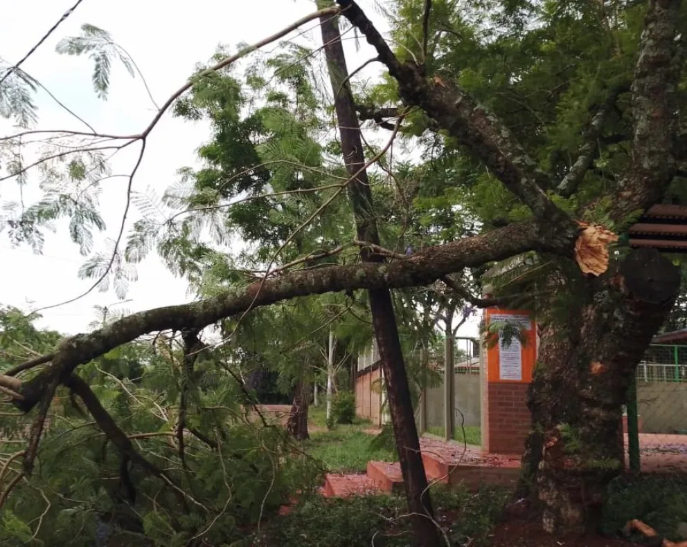 Árboles y postes del tendido eléctrico caídos en Jardín América 