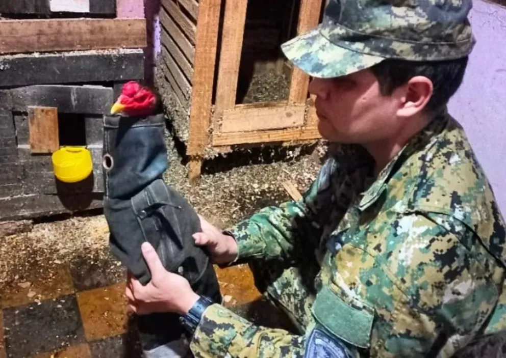 Desmantelan red de robo de motos y riñas de gallos en Posadas: cuatro detenidos