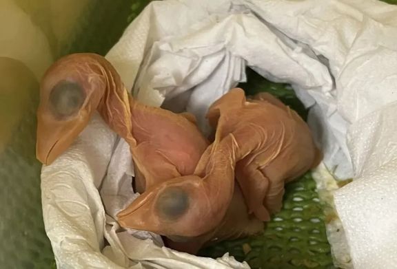 Nacieron 5 aves de los huevos incautados a una argentina en el aeropuerto de Foz
