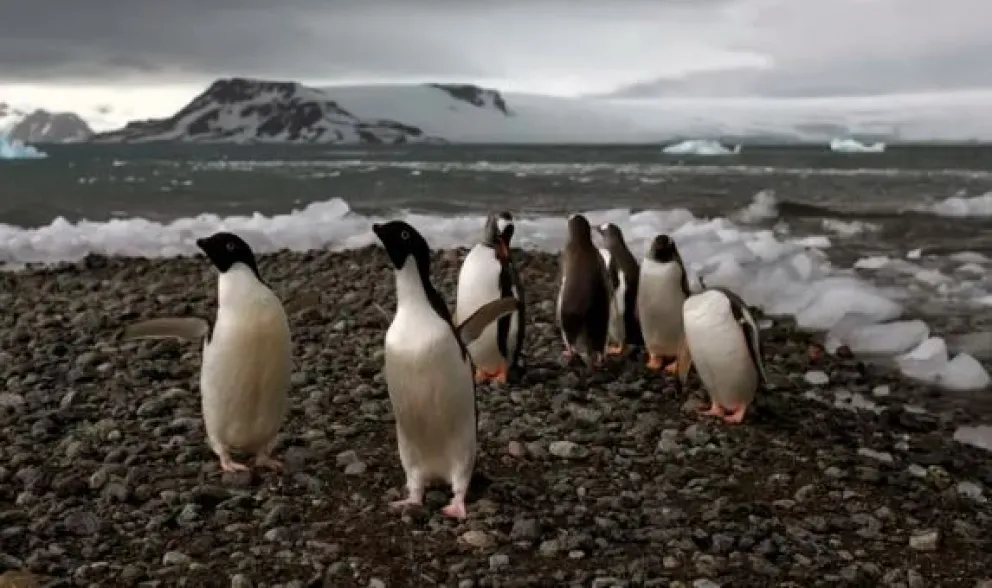 Detectaron por primera vez el virus de la gripe aviar en la costa de la Antártida