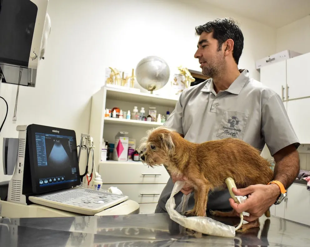 Más de 500 veterinarios se reunirán en Iguazú bajo la temática ‘enfermedades subtropicales’