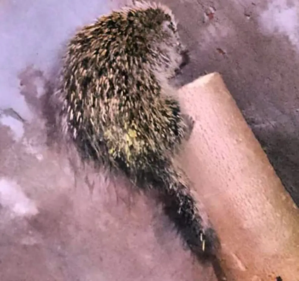 Por las inundaciones aparecieron animales silvestres en Posadas y Garupá