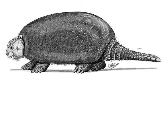 Describen una nueva especie de gliptodonte en Argentina: Plohophorus avellaneda