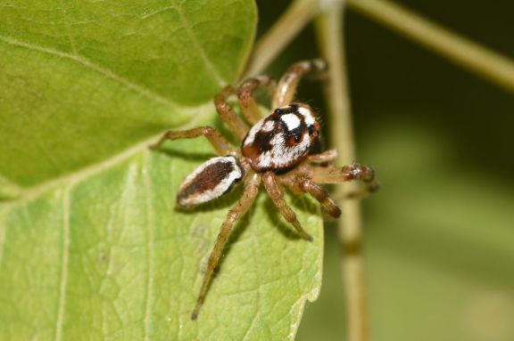 Biólogos descubrieron una nueva especie de araña en el sur de Misiones