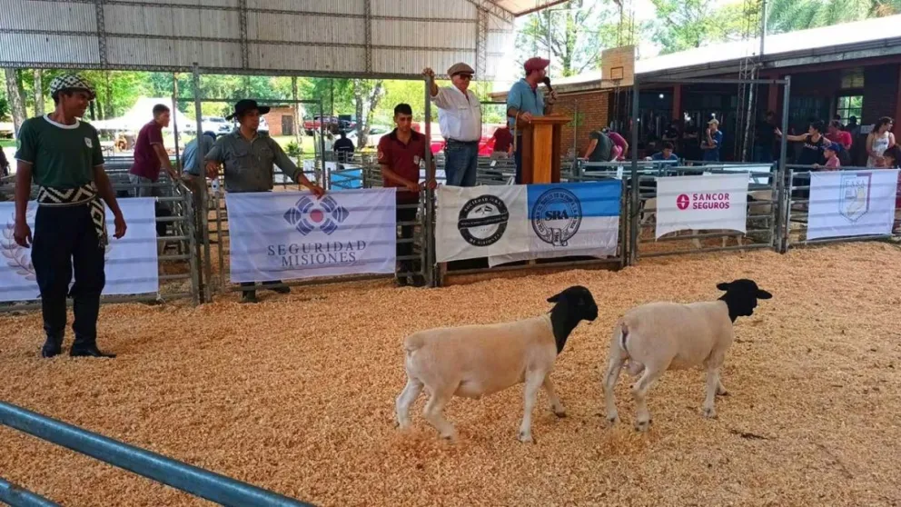 Remate y feria en San Antonio para impulsar al sector ovino