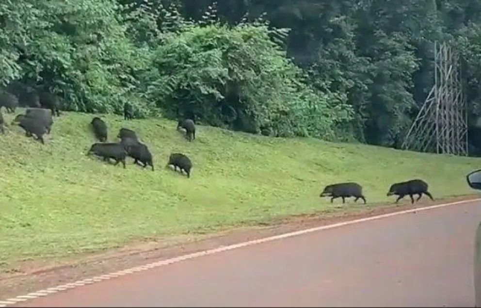 Iguazú: capacitaron al personal de Parques Nacionales para el correcto rescate de fauna atropellada