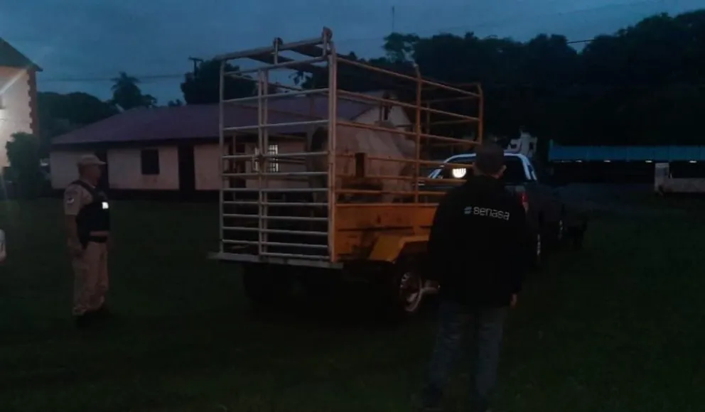Personal del Senasa trasladaba un toro sin documentaciones 