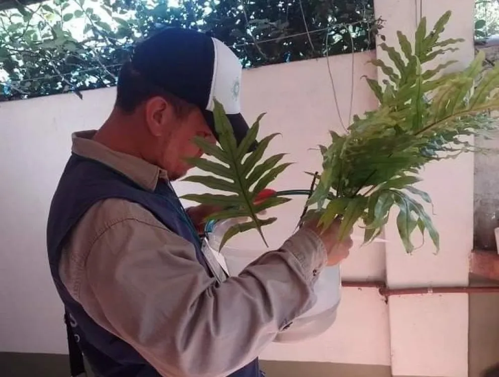 Cómo evitar tener criaderos de mosquitos en las casas