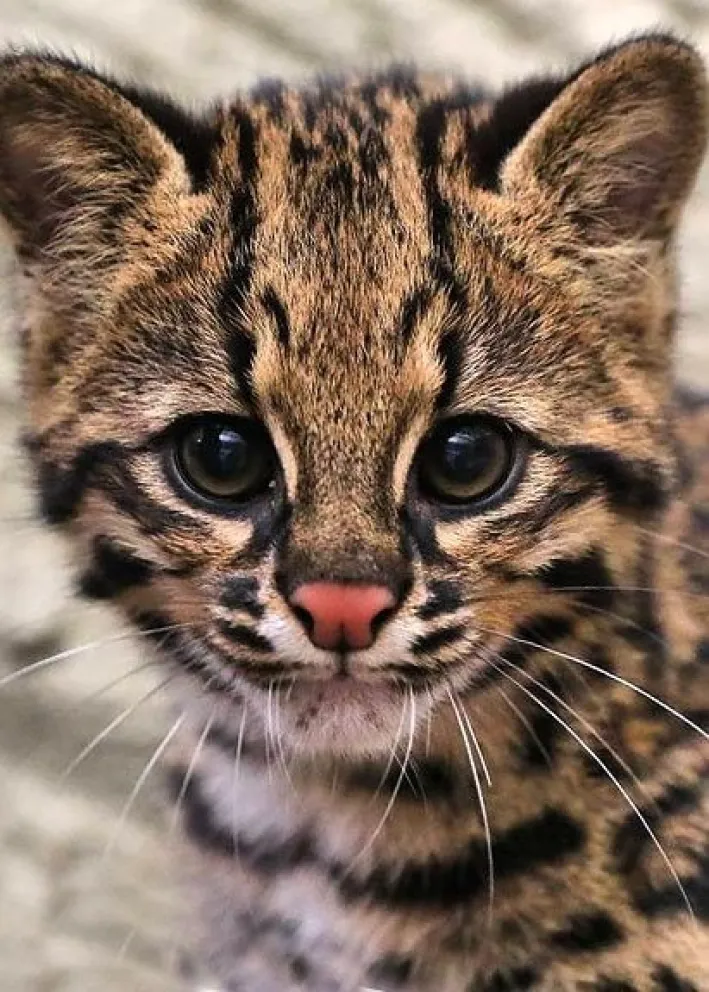 Registran a un ejemplar de felino que consideraban extinto