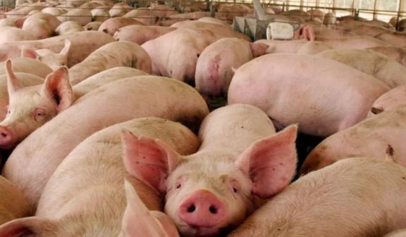 Alerta en Reino Unido por el primer caso de la cepa porcina A (H1N2)v en humano