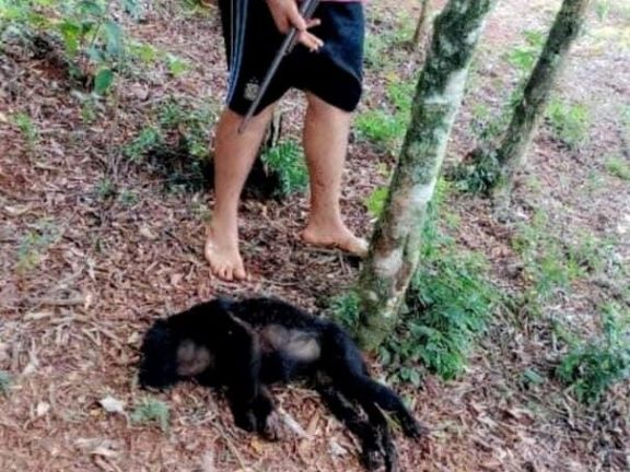 Millonaria multa impondrían al mecánico que mató al mono carayá, especie declarada Monumento Natural de Misiones