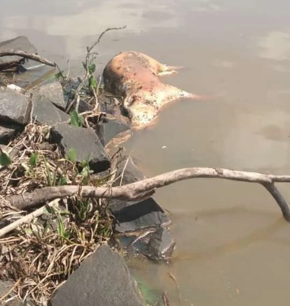 Tras la crecida aparecen restos de animales en la costanera posadeña