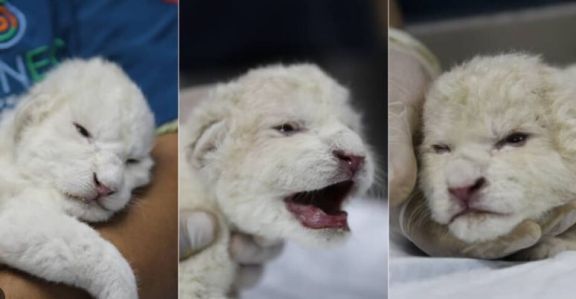 Nacieron tres leones blancos en un zoológico de Venezuela