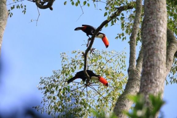 La selva misionera ofrece sus riquezas para quienes gustan avistar aves