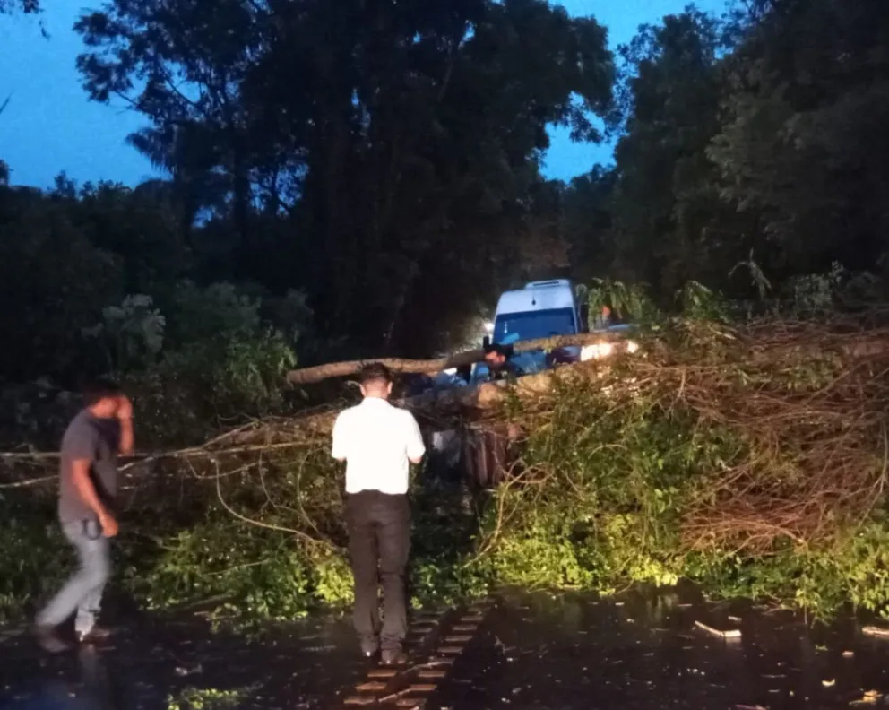 Cayó un árbol e interrumpió el acceso al aeropuerto Mayor Eduardo Krause