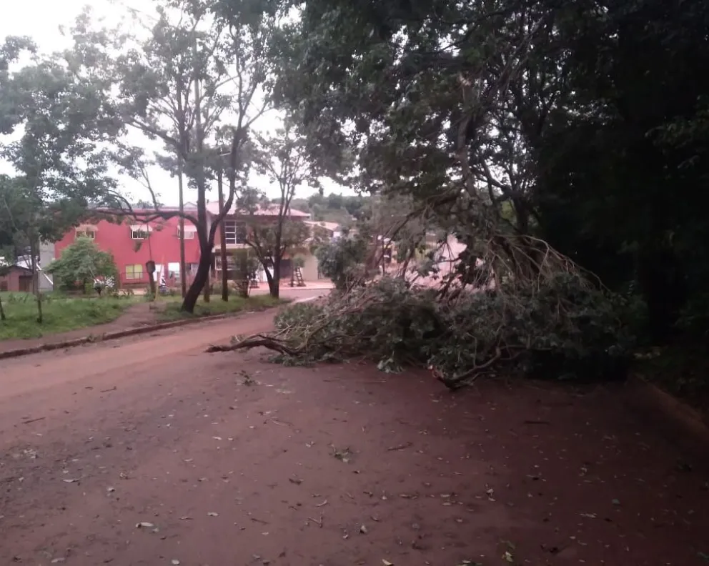 Jardín América: tormenta dejó árboles caídos, corte de energía y voladura de techo
