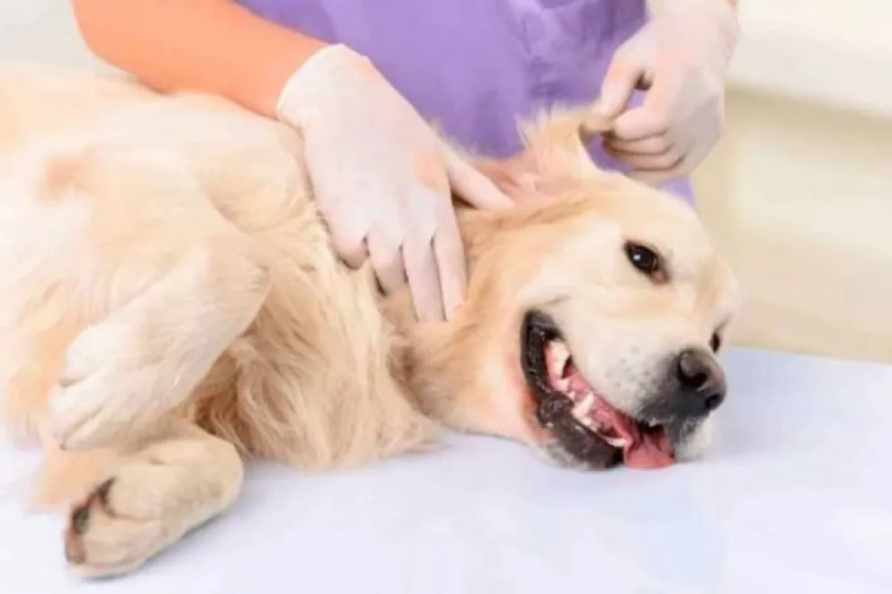 Realizan un Bingo Mascotero para llegar a las 300 castraciones de animales en situación de calle