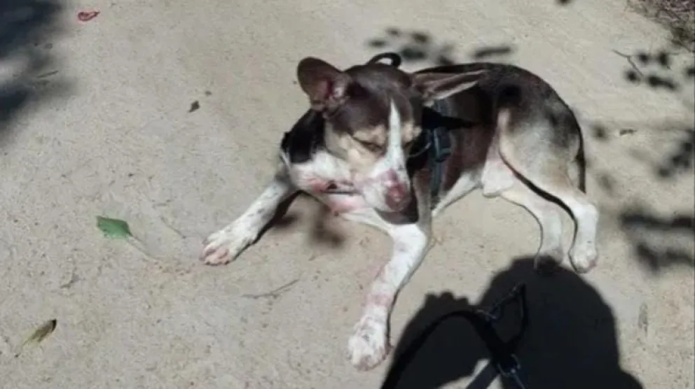 Crimen de Aranguren en Buzios: el rol clave de su perrito para detener al sospechoso