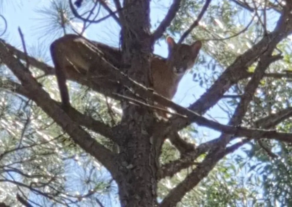 Un puma se "atrincheró" en un pino de Arroyo Leyes en Santa Fe: buscan atraparlo