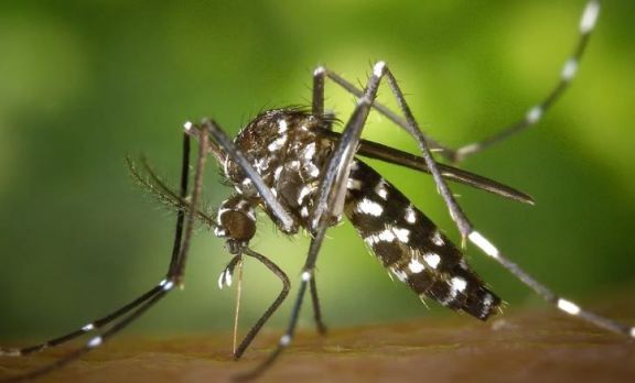 Suman tres las muertes por dengue en Corrientes en esta temporada