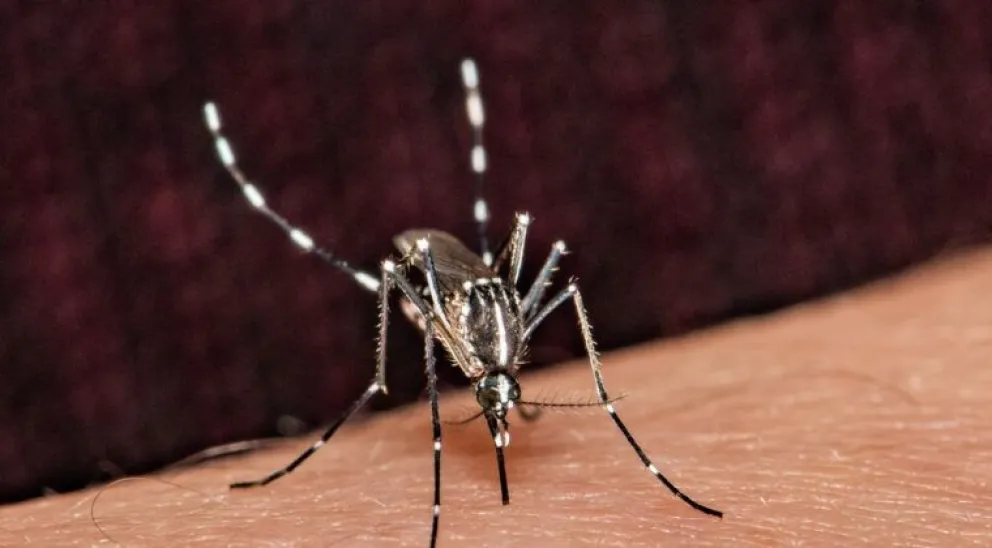 Alerta dengue en la región: en Paraguay se registran 1.605 afectados en las últimas semanas