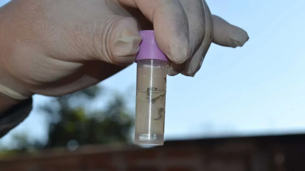 Dengue: instan a tomar medidas para disminuir circulación viral