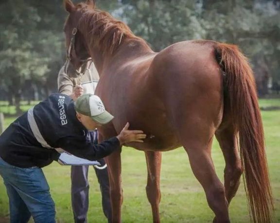 Ordenan la vacunación de equinos en todo el país por la encefalomieliti equina