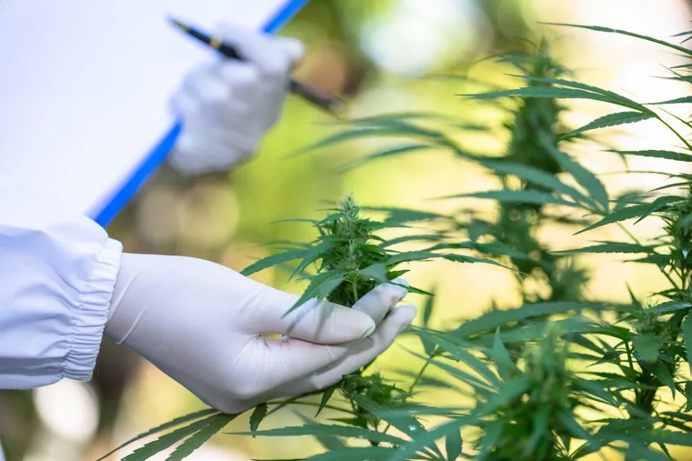 Premian a Misiones por un proyecto de comunicación innovador de cannabis medicinal