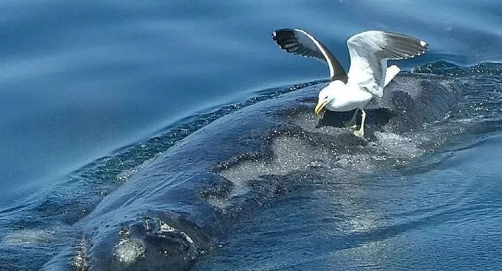 El acoso de las gaviotas afecta la supervivencia de las crías de ballena en la Península Valdés