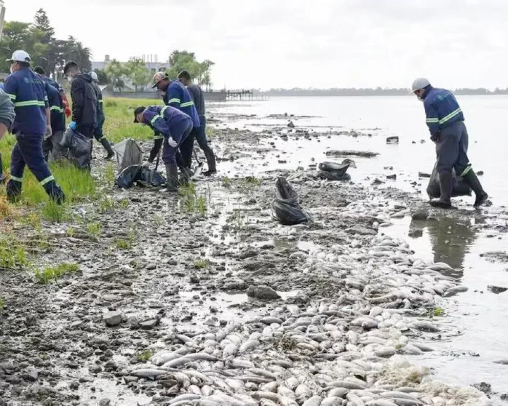 Aparecieron miles de peces muertos en las costas de la laguna de Chascomús