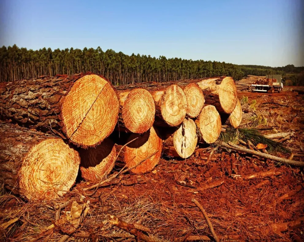 Foresto industria: preocupación en el sector por las medidas del gobierno nacional  