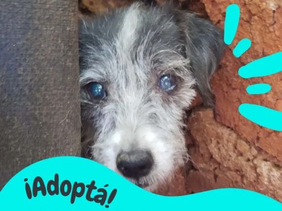 Lanzan campaña de adopción para los perros de la rescatista fallecida
