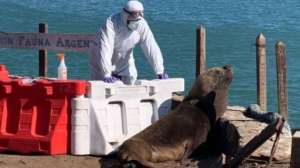 Murieron más de 600 lobos marinos en Mar del Plata y Quequén en 2023 por gripe aviar
