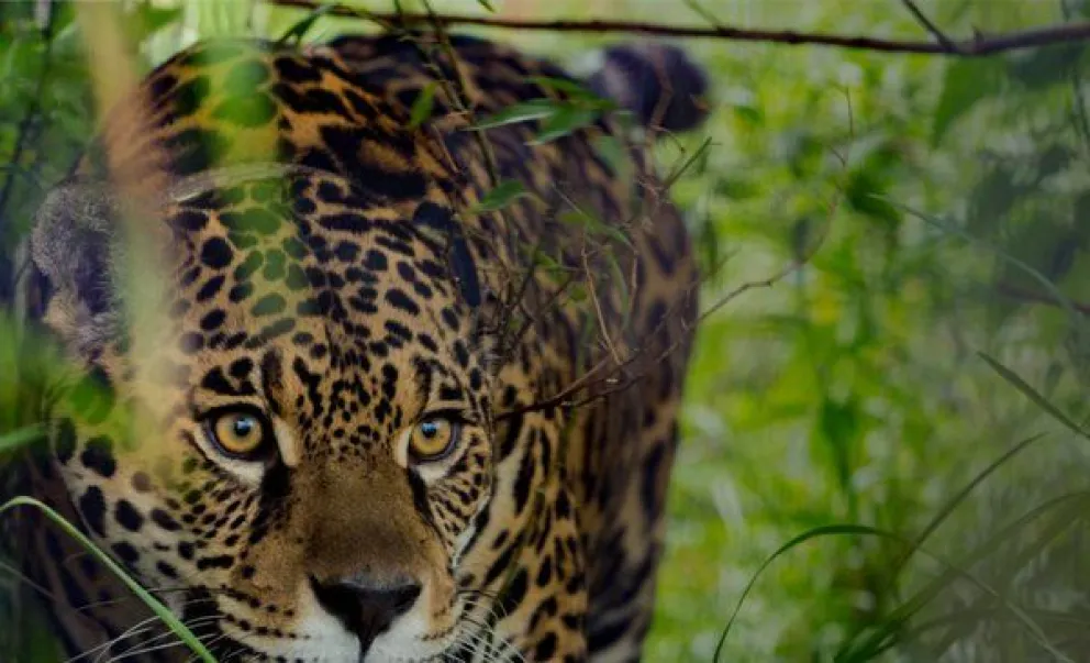 Registraron un nuevo yaguareté salvaje en pleno Parque Iberá y ya son 21