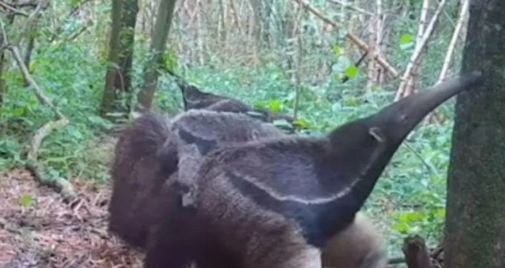 Nació un ejemplar de oso hormiguero gigante en el Parque Nacional Iberá