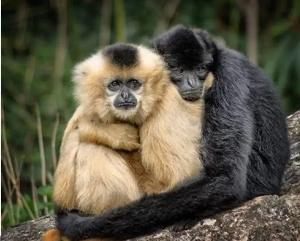 La ciencia asegura que los primeros primates vivían en pareja