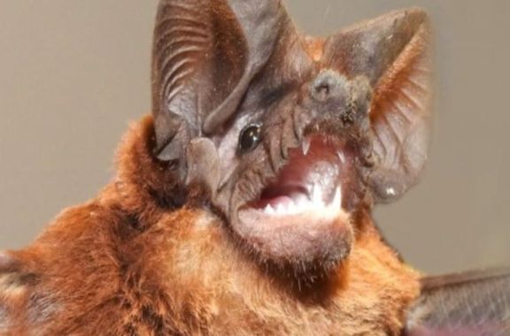 Hallaron una nueva especie de murciélago en San Ignacio