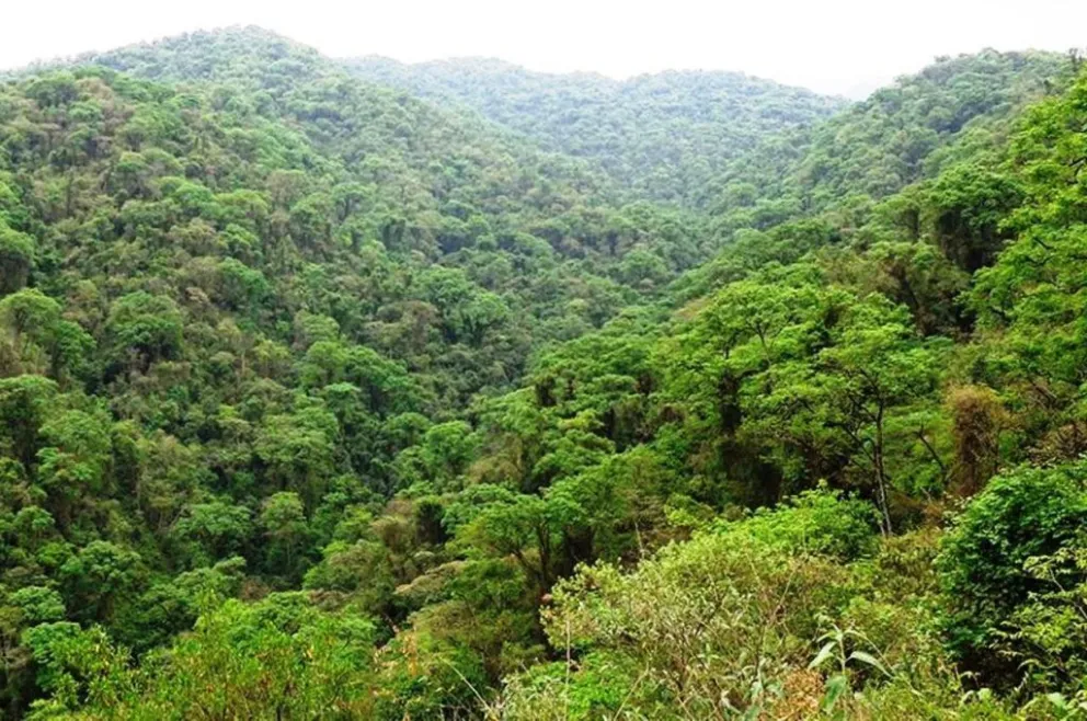 Organizaciones ambientales en alerta por posible desfinanciamiento a la ley de Bosques