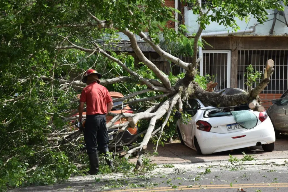 Por la fuerte tormenta cayó un árbol y aplastó un auto que estaba estacionado
