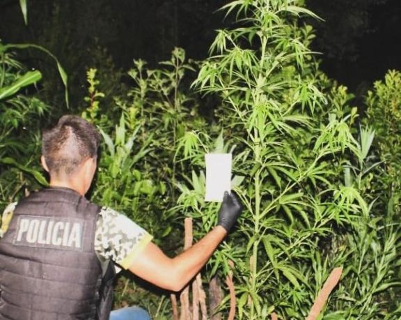 Con ayuda del can antidrogas, la Policía detectó una plantación de marihuana en un predio privado en San Pedro