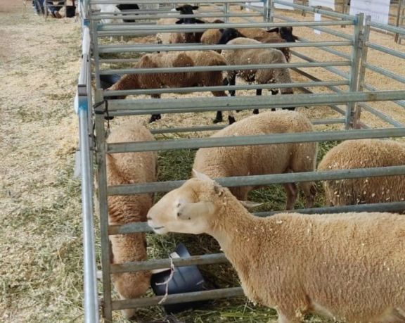 Con siete fechas: lanzaron la agenda de remates ovinos para este año