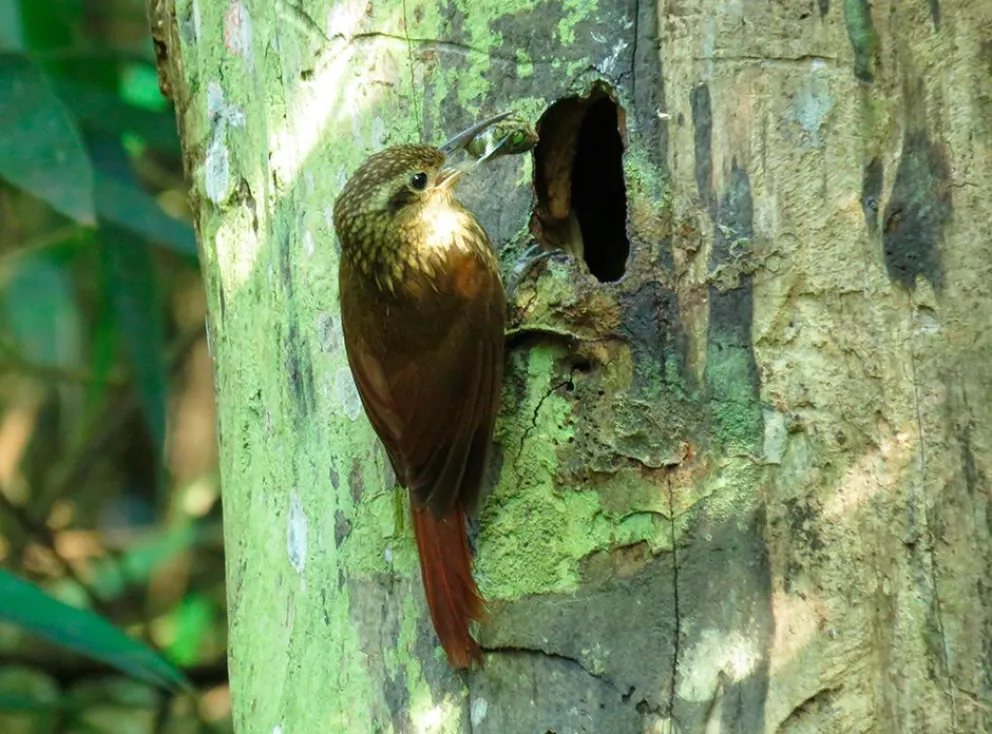 Sorprendente descubrimiento en San Pedro: El chinchero enano excava sus nidos en palos podridos