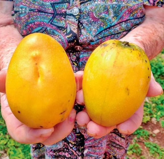 Casi sin mangos por las lluvias este año, pero con más plantaciones en el Nea
